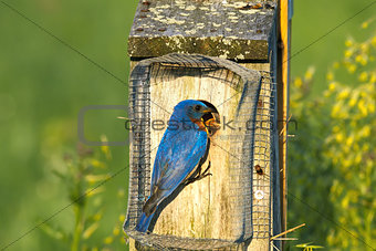 Eastern Bluebird Feeding
