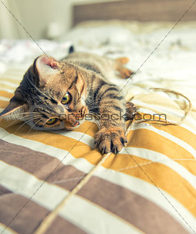 Cat plays on bed