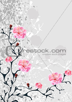 sakura blossom, grey background