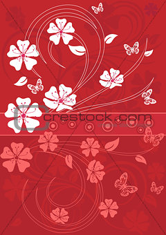 sakura blossom, red background