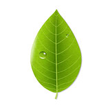Eco Green Leaf