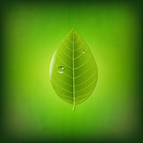 Grunge Green Background With Green Leaf
