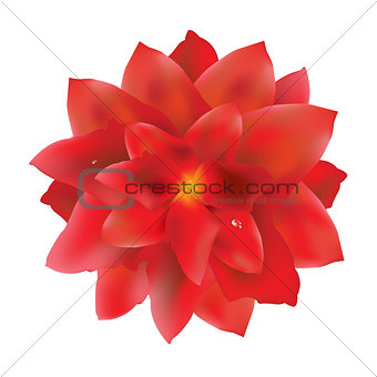 Red Flower With Water Drops