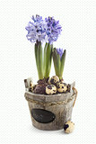 Easter  hyacinth flowers with quail eggs