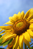 Single Sunflower  on blue sky