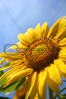 Single Sunflower  on blue sky