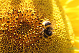 Single Bee on  Sunflower. Day light