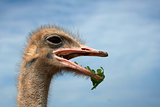 Close-up on a eating ostrich's head