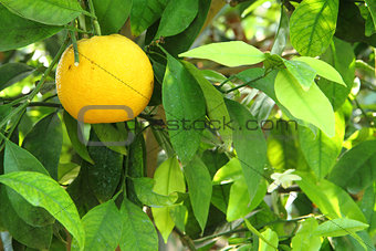 yelow lemon