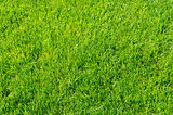 green grass as background