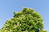 blossom of horse-chestnut tree
