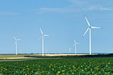 Wind turbines over sunflower field