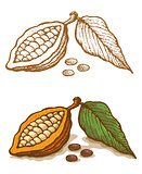 Illustrations of cocoa