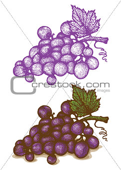 Illustrations of grapes