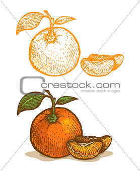 Illustrations of tangerine
