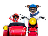 motorbike dogs 