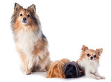 Peruvian Guinea Pig and dogs