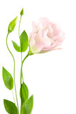 Beautiful  Flower with Buds isolated on white /  Eustoma ( Lisia