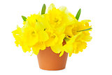 Yellow Narcissus / Daffodils / in Flower Pot