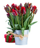 pot of red tulip flowers
