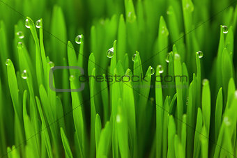 Fresh Green Wheat grass with Drops  / macro background