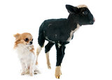 young lamb and chihuahua