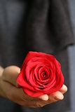 beautiful red rose in male hands (soft focus on roses)