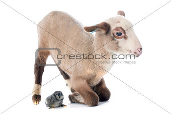 young lamb and chick