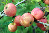 very tasty and ripe apples