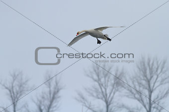 Whooper Swan (Cygnus cygnus) in flight