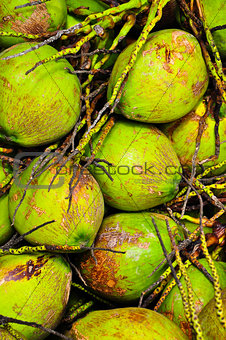 Coconut Thailand