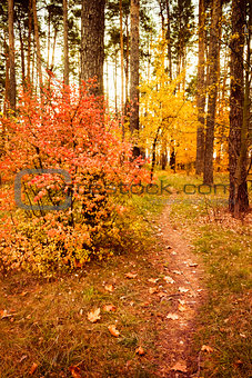 Colorful Autumn Trees In Forest