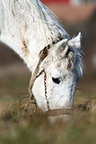 detail of white horse grazing