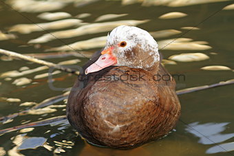 muscovy duck standing in water