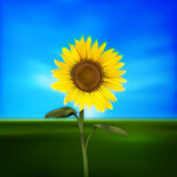 grunge floral illustration with sunflower