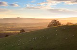 Sheep on Cotswold hills