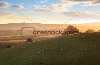 Sheep on Cotswold hills