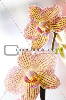 Beautiful yellow orchids 