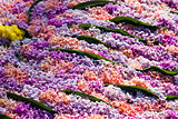 Background of Pink flowering hyacinths