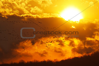 Geese Flying at Sunset