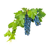 Blue grapes with leaves