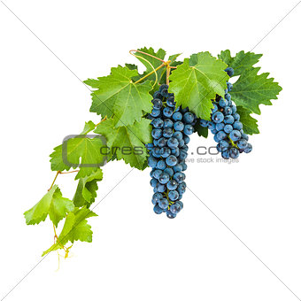 Blue grapes with leaves