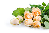 Beautiful rose flowers 03