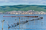 Cormorants on fishnets