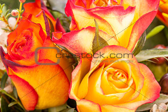 Background of vivid orange roses