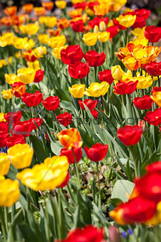 beautiful colorful yellow red tulips flowers 