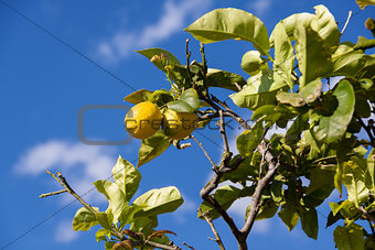 fresh lemons on lemon tree blue sky nature summer
