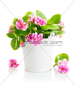 Spring flowers in bucket