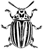 Colorado beetle - vector illustration