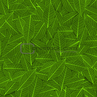 green transparent leaf pattern